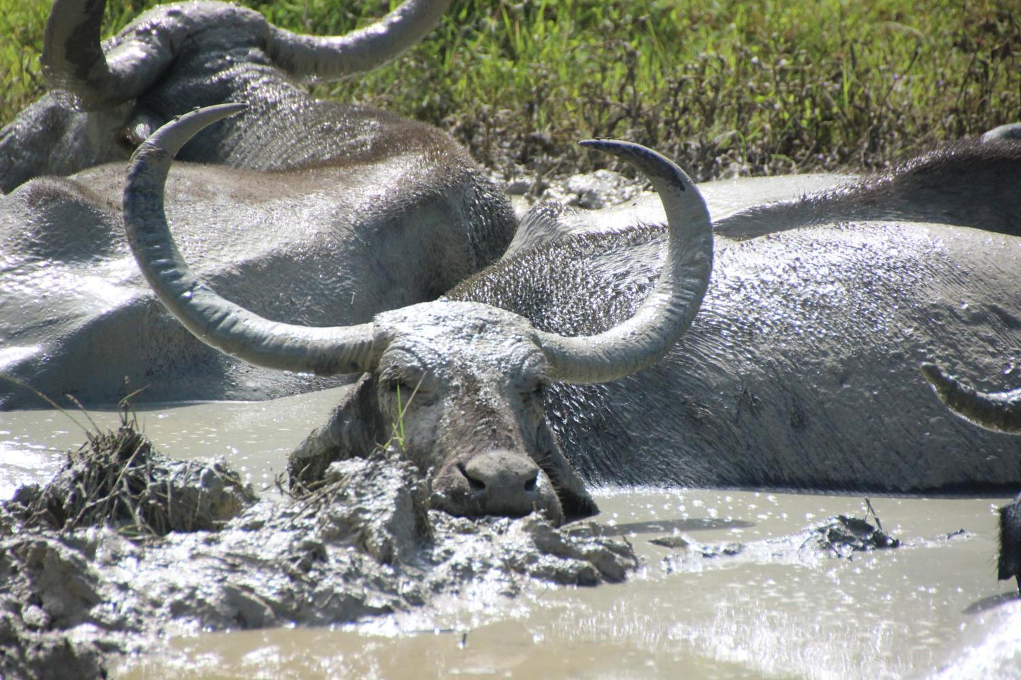 Willa Udara Guest - Yala Safari Zewnętrze zdjęcie